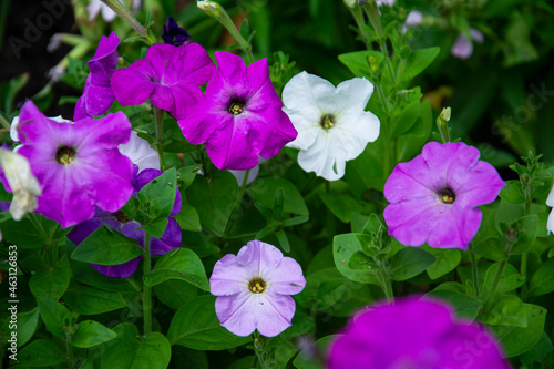 flower, pink, nature, flowers, garden, plant, purple, blossom, summer, flora, spring, bloom, beauty, floral, geranium, bright, white, petal, petunia, beautiful, leaf, violet, red, gardening, bouquet