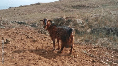brown goat eats grass on El Hierro island. Canary Islands