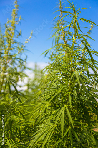 Cannabis leaves of a plant with blue sky on the background