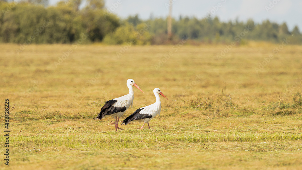 Storks in the field in the wild. Storks in the field in the wild.