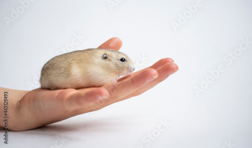 cute brown hamster on human hand on white background