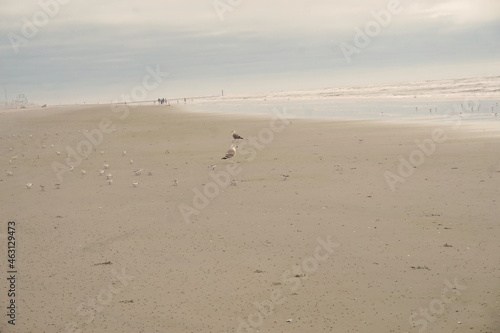 White Seagulls and Terns on Tan Sandy Beach at Ocean's Edge in Morning Light