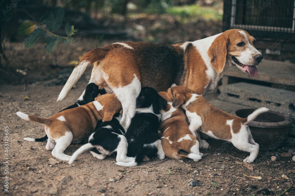 Female dog standing outside an entrance gate sticking tongue out while feeding multiple new born puppies on the streets during day