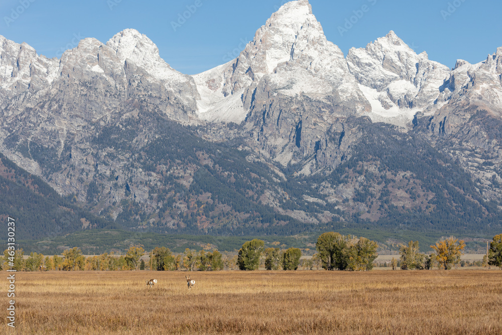 Pronghorn Antelope Bucks in Grand Teton National Park Wyoming in Autumn Pronghorn Antelope Bucks in Grand Teton National Park Wyoming in Autumn