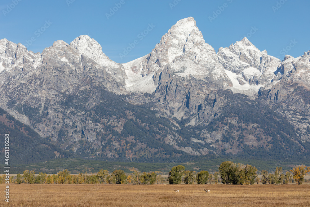 Pronghorn Antelope Bucks in Grand Teton National Park Wyoming in Autumn Pronghorn Antelope Bucks in Grand Teton National Park Wyoming in Autumn