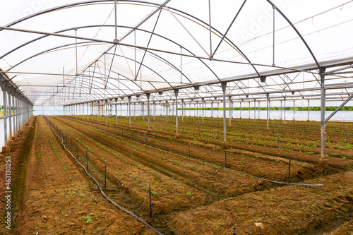 Plantation of sprouts vegetables in greenhouse. High quality photo © JackF