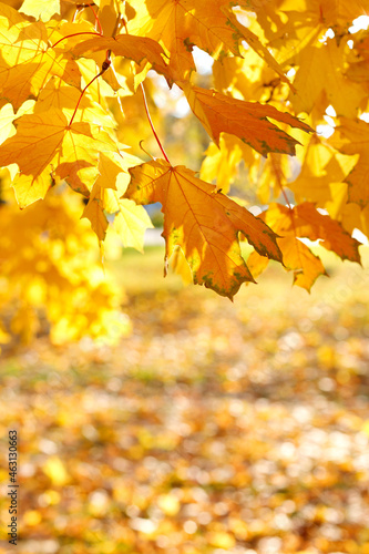 autumn yellow leaves on a tree in the park. free space for text. vertical photo