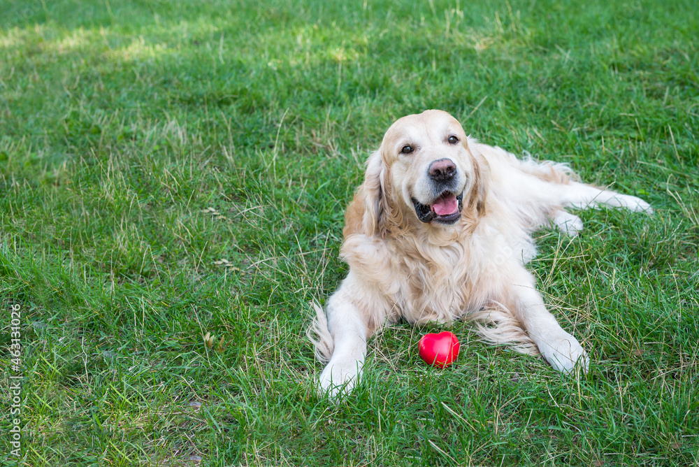 Retriever dog and red heart on a background of green grass Retriever dog and red heart on a background of green grass