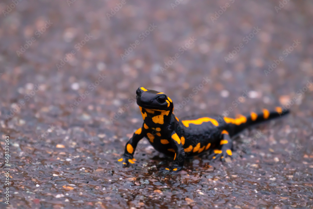 Fototapeta premium Feuersalamander auf dem Weg zu einem sicheren Laubversteck auf einem gefährlichen Straßenabschnitt 