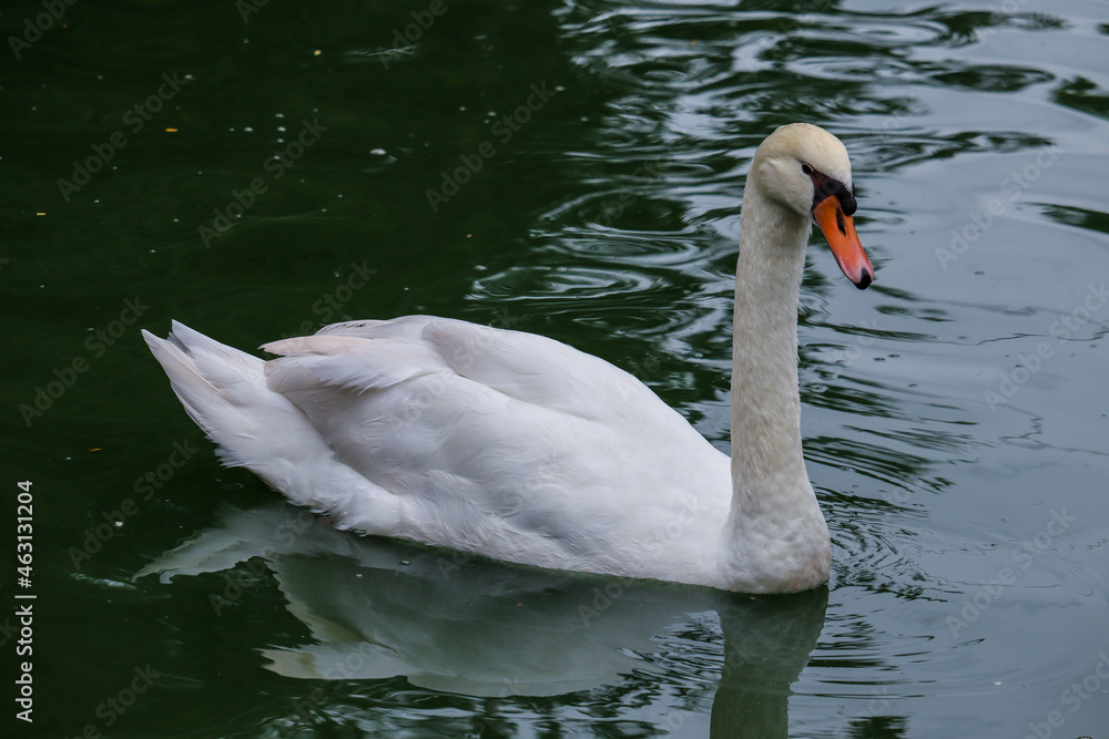 Beautiful mute swan, Cygnus olor, swimming in the lake Beautiful mute swan, Cygnus olor, swimming in the lake