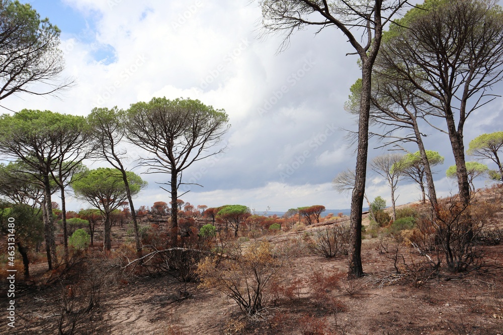 Fototapeta premium tree in the desert