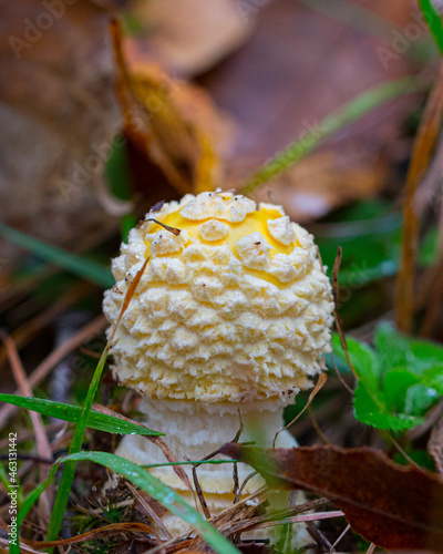 Amanita Muscaria var Guessowii 