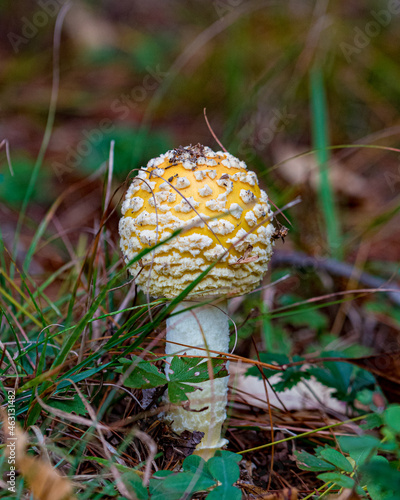 Amanita Muscaria var Guessowii 