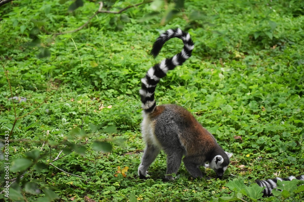 Obraz premium Ring tailed lemur on green grass, at the Avifauna in The Netherlands.