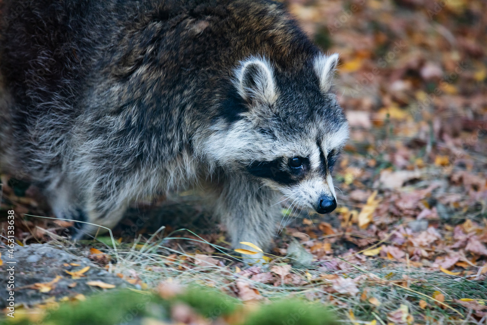 Raccoon. Mammal and mammals. Land world and fauna. Wildlife and zoology. Raccoon. Mammal and mammals. Land world and fauna. Wildlife and zoology.