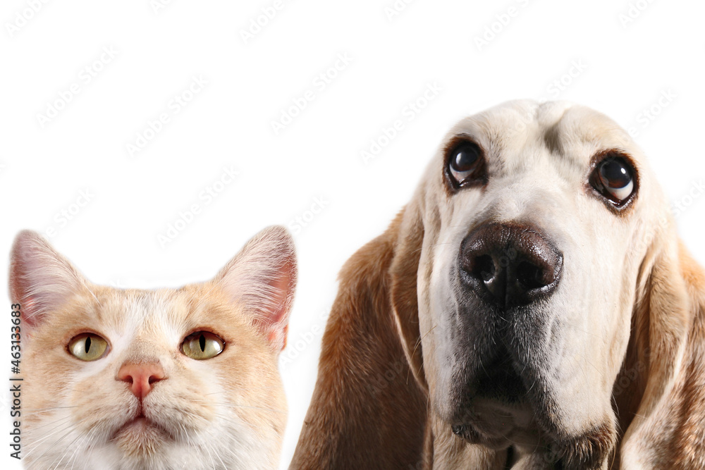 dog and cat