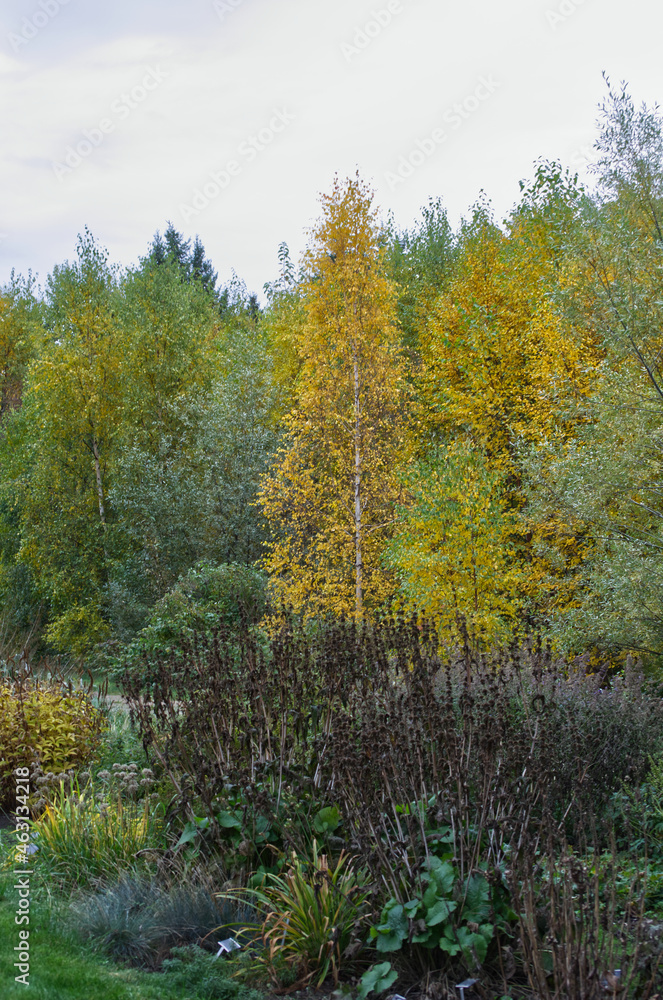 Autumn Trees in a Garden Autumn Trees in a Garden