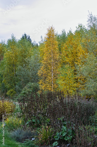 Autumn Trees in a Garden