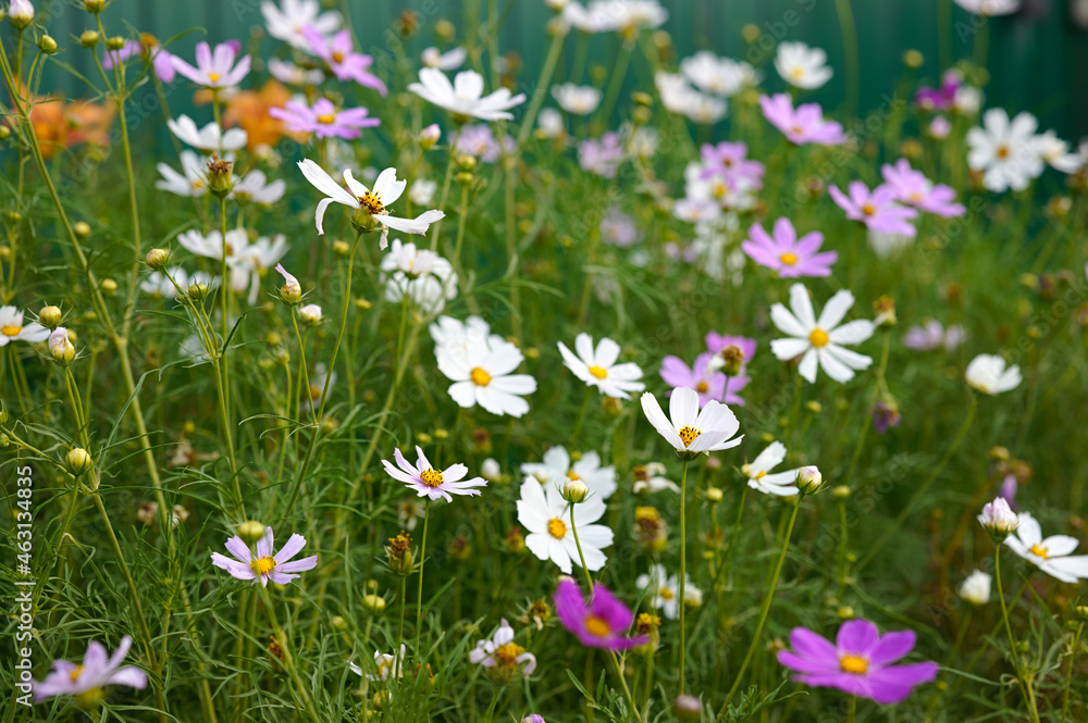 flowers in the meadow