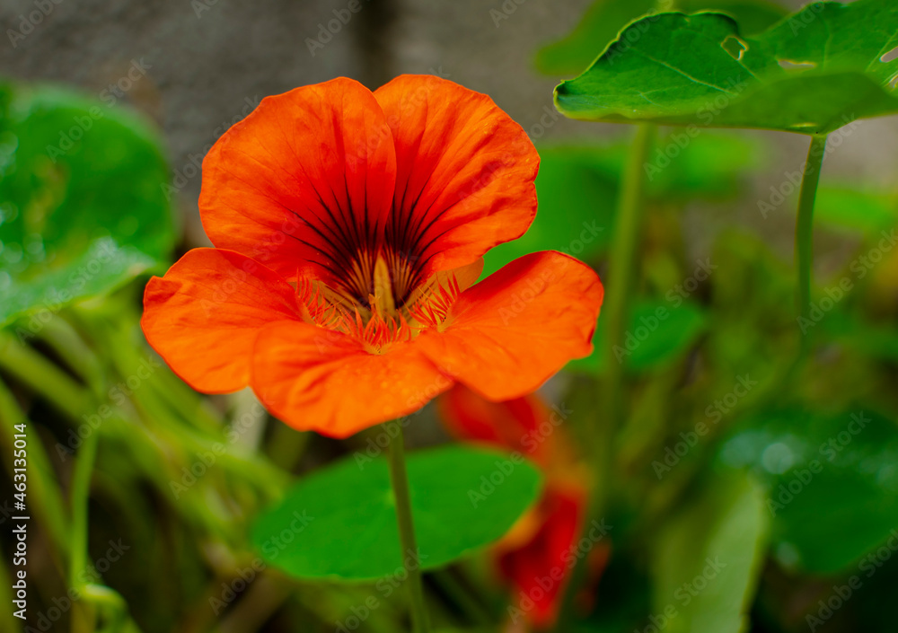 red flower as a background in nature red flower as a background in nature