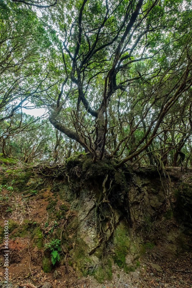 tree roots, cross section of forest landscape tree roots, cross section of forest landscape