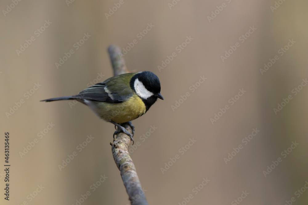 Fototapeta premium great Tit Parus major, a passerine bird, perched