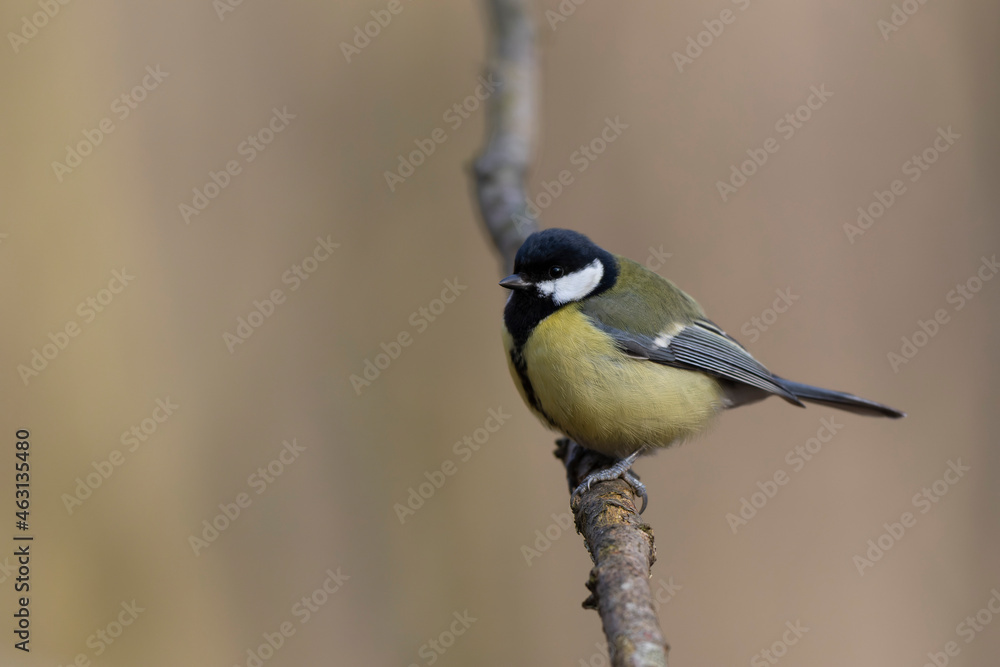 Obraz premium great Tit Parus major, a passerine bird, perched