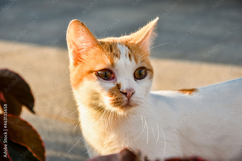 Rudy biały kot. Red white cat. Oczy kota.  - obrazy, fototapety, plakaty 