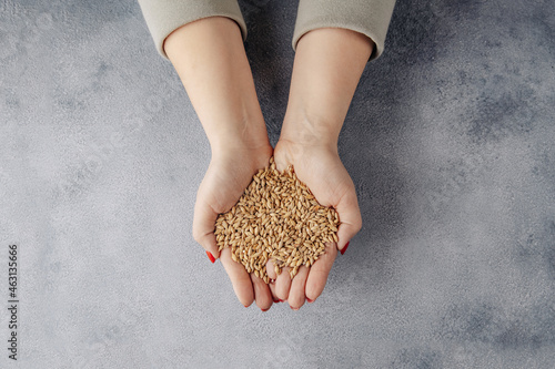 hands hold grains of malt on gray background