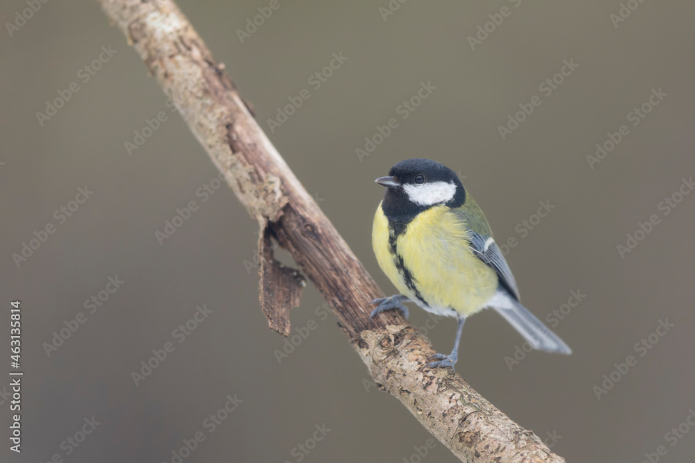 Obraz premium great Tit Parus major, a passerine bird, perched