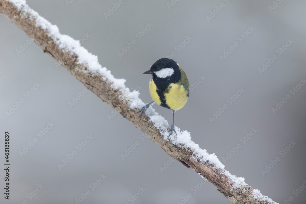 Fototapeta premium great Tit Parus major, a passerine bird, perched