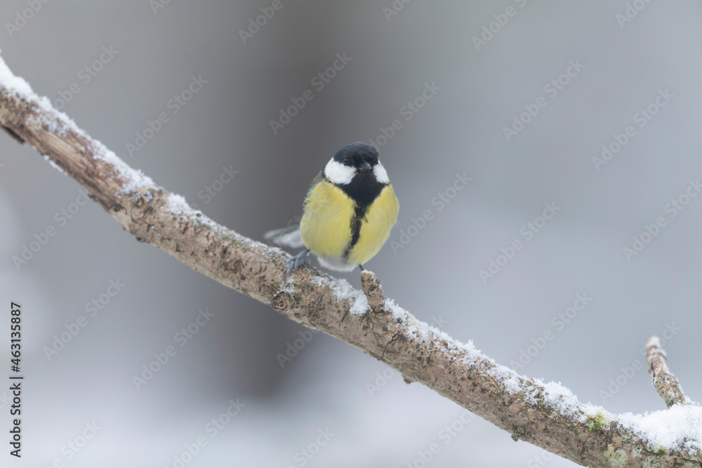 Fototapeta premium great Tit Parus major, a passerine bird, perched