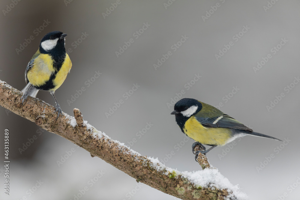 Naklejka premium great Tit Parus major, a passerine bird, perched
