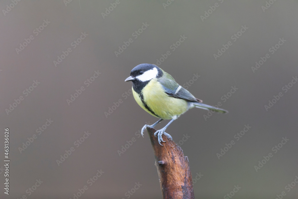 Fototapeta premium great Tit Parus major, a passerine bird, perched