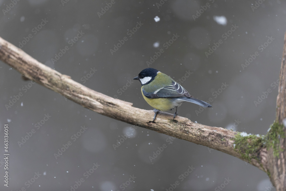 Naklejka premium great Tit Parus major, a passerine bird, perched