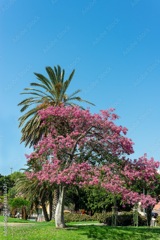 Tree family of Bombaceae called Palo Borracho in Tenerife. Canary Islands.