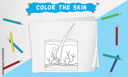 Color The Skin - Human Internal Anatomy Coloring Page