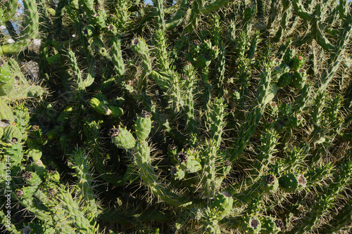 Close up succulent species (Austrocylindropuntia subulata).