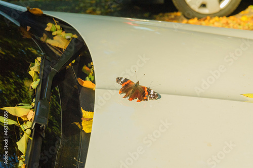 Wallpaper Mural Autumn leaves and a butterfly on a white car Torontodigital.ca