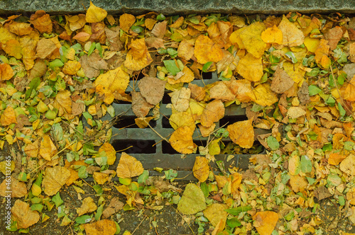 Wallpaper Mural Clogged manhole cover with leaves in autumn Torontodigital.ca