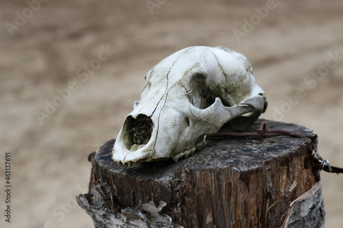 an old goat skull lies on a tree stump © Elena