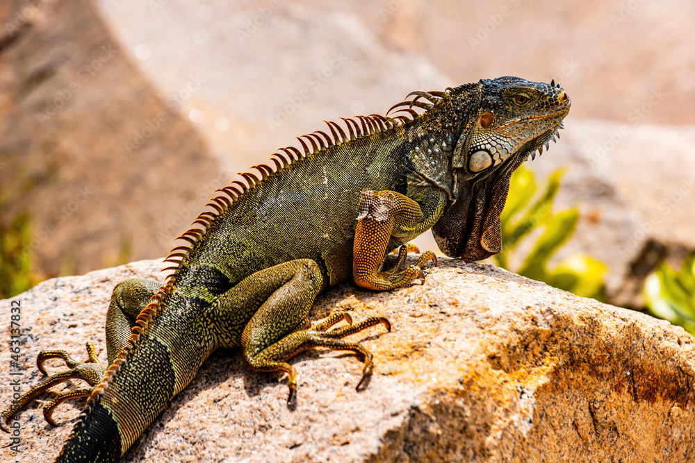 Obraz premium Close up of green iguana, Latin name Iguana iguana, in the south Florida. Iguanas are not native to Florida.