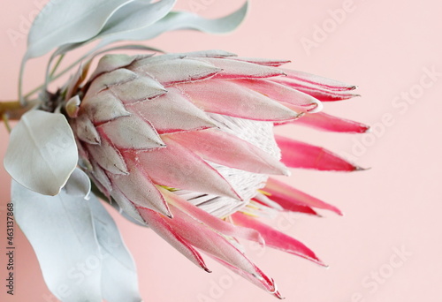 Protea flower close up on pink background. South African light pink King Prot...