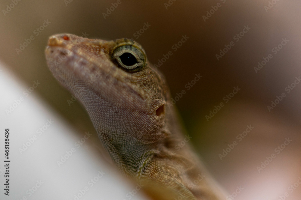 Fototapeta premium Mirada de un lagarto