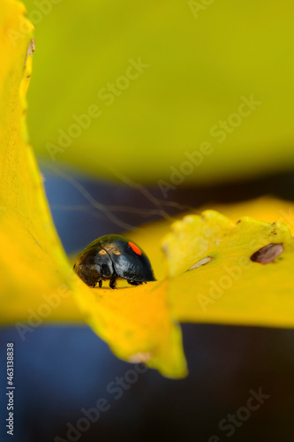 Twice Stabbed Lady Beetle Macro photo