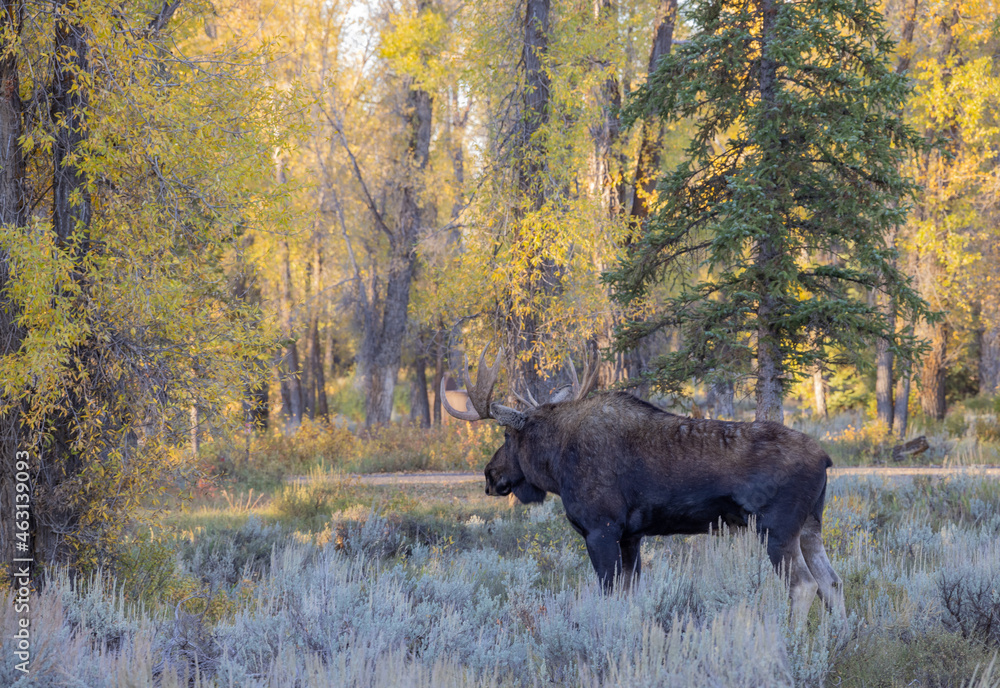 Bull Shiras Moose in Autumn in Grand Teton National Park Wyoming Bull Shiras Moose in Autumn in Grand Teton National Park Wyoming