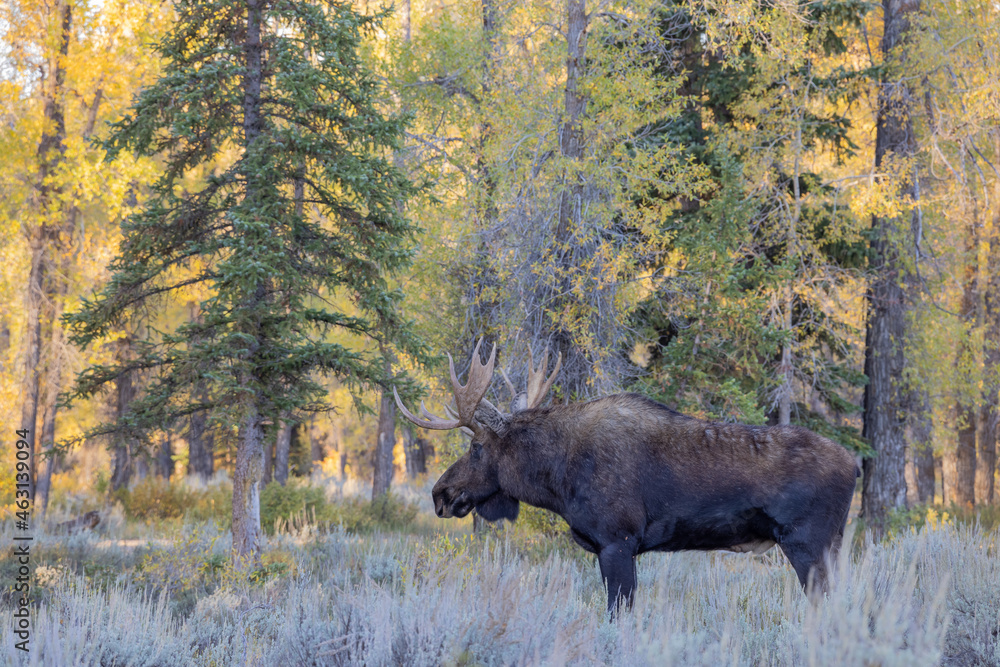 Bull Shiras Moose in Autumn in Grand Teton National Park Wyoming Bull Shiras Moose in Autumn in Grand Teton National Park Wyoming