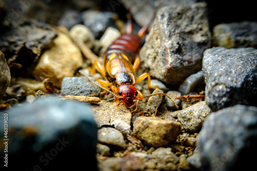 European Earwig Forficula Auricularia Linnaeus