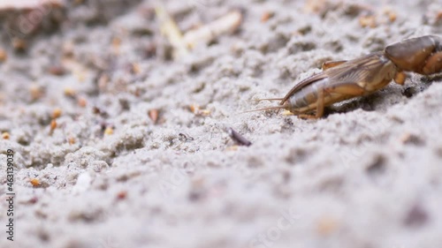 Gryllotalpa Medvedka Crawls Quickly on Wet Loose Sand. Large insect with a strong pectoral shell, long antennae, two pairs of tentacles, folded wings, furry paws. Animal in search of food outdoors. photo