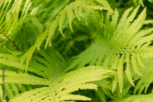 Photography Green decorative leaves for backgrounds growing in the garden